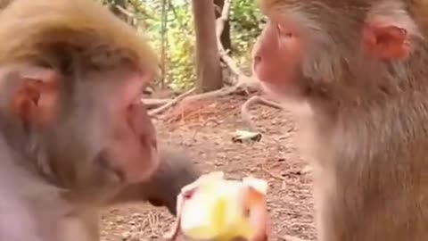 Funny monkey 🤣