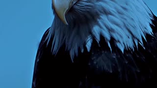 Awesome Bird