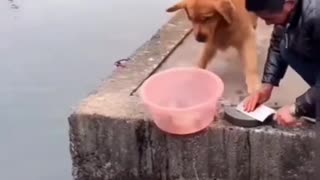 Seekor anjing menyelamatkan ikan yang akan di potong oleh majikannya