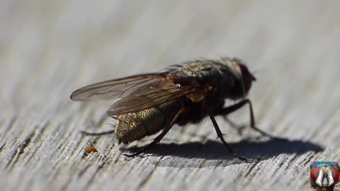 Insects popping - Amazing