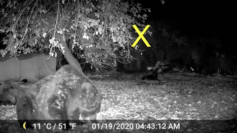 Game cam picks up something else. beside bears. WHAT IS IT???