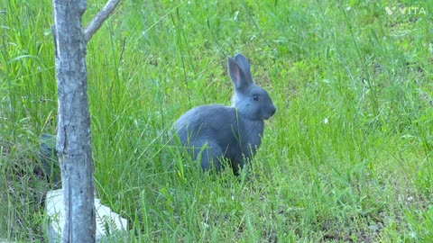 Rabbit video