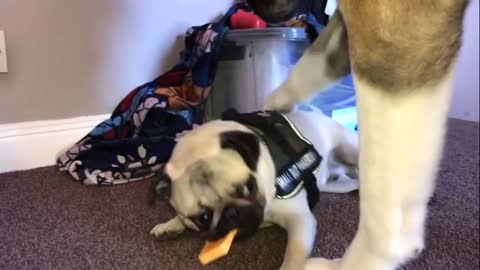 Pug gets neck massage from gentle giant Akita