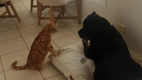 Cat And Dog Meet