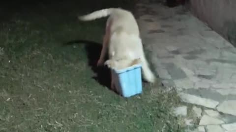 Puppy Playing with Bucket Falls Over