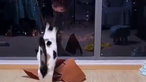 Funny cats,funny animal