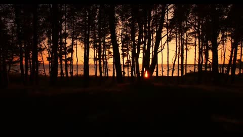 The forest at sunset