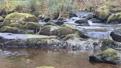 Green mossy rocks on Vartry river, Ireland