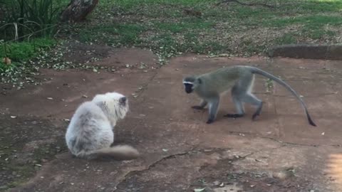 "😂"Clash of the Cuteness: Hilarious Cat vs. Monkey Showdown!"😂