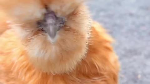 beautiful hen