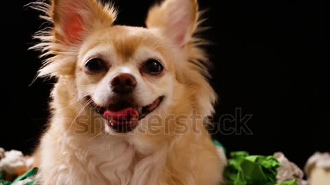 Chihuahua dog