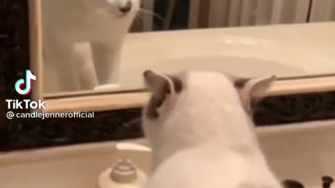 This cat Anger at own Mirror Reflection