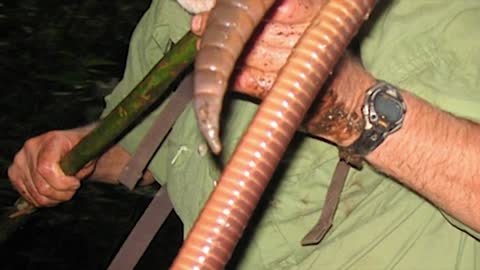 GIANT EARTHWORM DISCOVERED_Cut