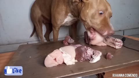 pit bull comendo coração de boi costela gaúcha peito de frango