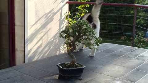 Cat Pet Tree Animal Bonsai Bonzaï