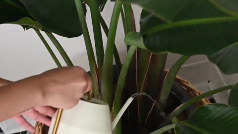 HOW TO WATERING PLANTS Buy Live Plants Online Plant A Leaf #shorts #plantaleaf