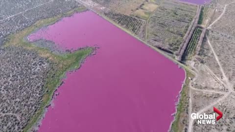 Why have two Argentina lakes turned pink? Environmentalists say it is because of pollution