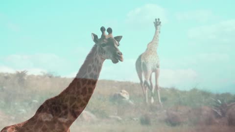 Giraffes: Nature's Elegant Stilt-Walkers