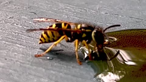 bees suck up spills; liquid contains sugar