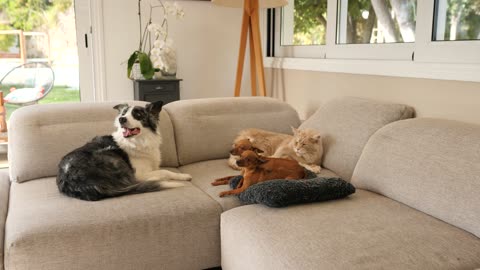 Three #doggy_waiting room#doggy is waiting#😁🐕