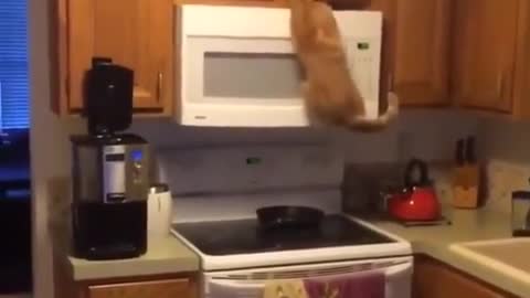 Gato trepa las alacenas de la cocina para encontrar su comida favorita