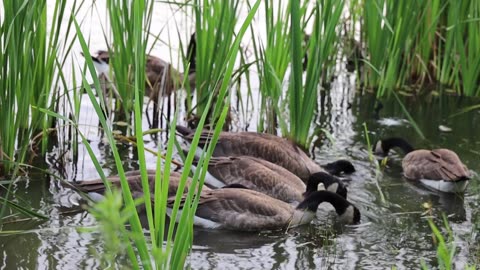 Flock of Goose Eating on the Lake Water