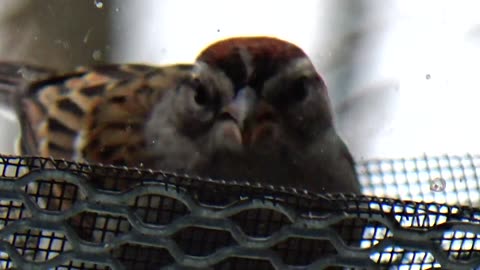 Chirping Sparrow