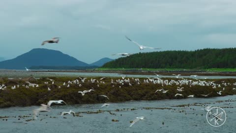 Alaska's Untouched Majesty | A Cinematic Expedition into the Last Frontier's Wilderness