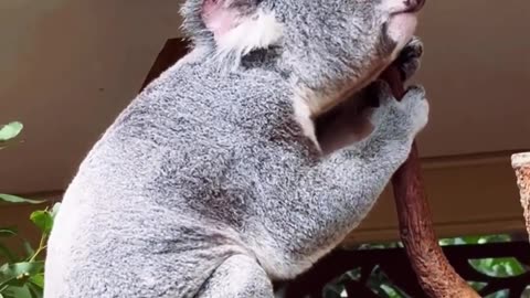 Koala Roar, cute koala roar