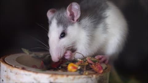Mouse steals food