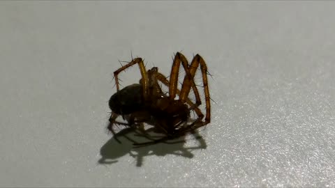 Venomous spider in Ireland_ I got bitten by a false black widow. Меня укусила ложная чёрная вдова.
