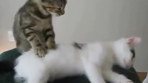 Cat as a masseur
