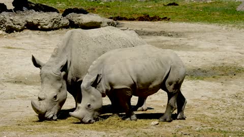 Rhino,Rhinoceros