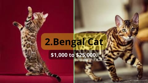 5 types of the most expensive cat in the world