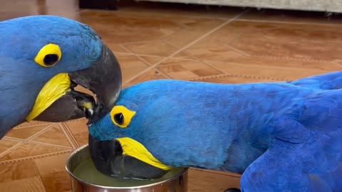 Macaws Take Turns To Drink || ViralHog