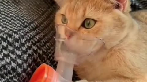 Orange Cat gets sick from eating Chilies