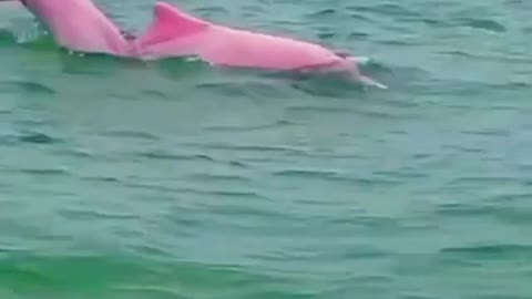 World Book "The Sea is Quiet due to the Pandemic, Rare Pink Dolphins Appear Again"