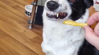 Doggy Can’t Resist Strange Smelling Treat