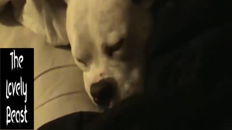 Dogs looking Cute Asleep 🤣😂