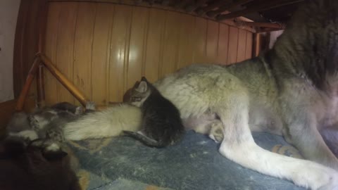 Kitten explore a lair of puppies