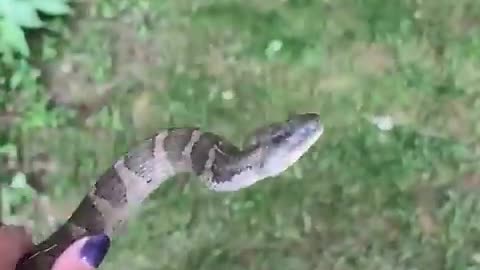 A Water Snake Takes a Good Bite of a Girls Hand