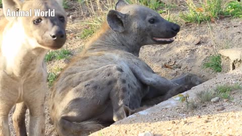 Hyena sound effect