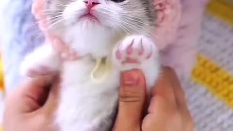 Cute cat 😍✨💖