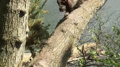 Dog Climbs Tree Bent Over Creek and Moves Around it