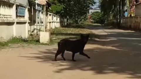 fake Lion and Fake Tiger Prank To dog