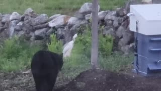 Black Bear Curious About New Beehive Design