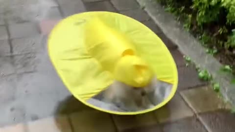 Mantel dog in rain