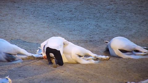 Jean-François Pignon. London International Horse Show