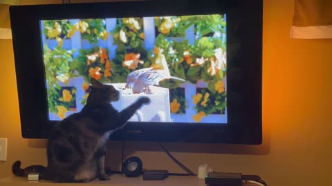 Cat Tries To Catch Birds On Tv