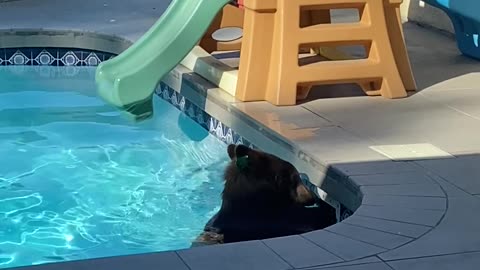 Bear Plays in Backyard Swimming Pool